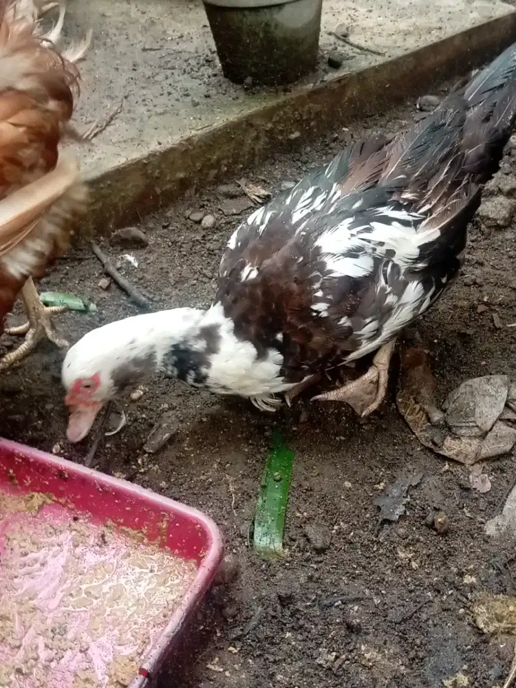 menthok, entok betina dewasa