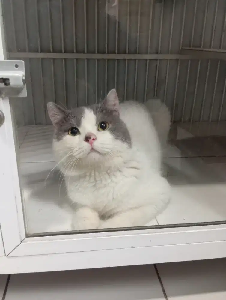 BRITISH SHORTHAIR / BSH BICOLOUR