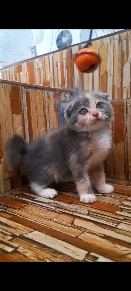 Kucing Scottish fold betina