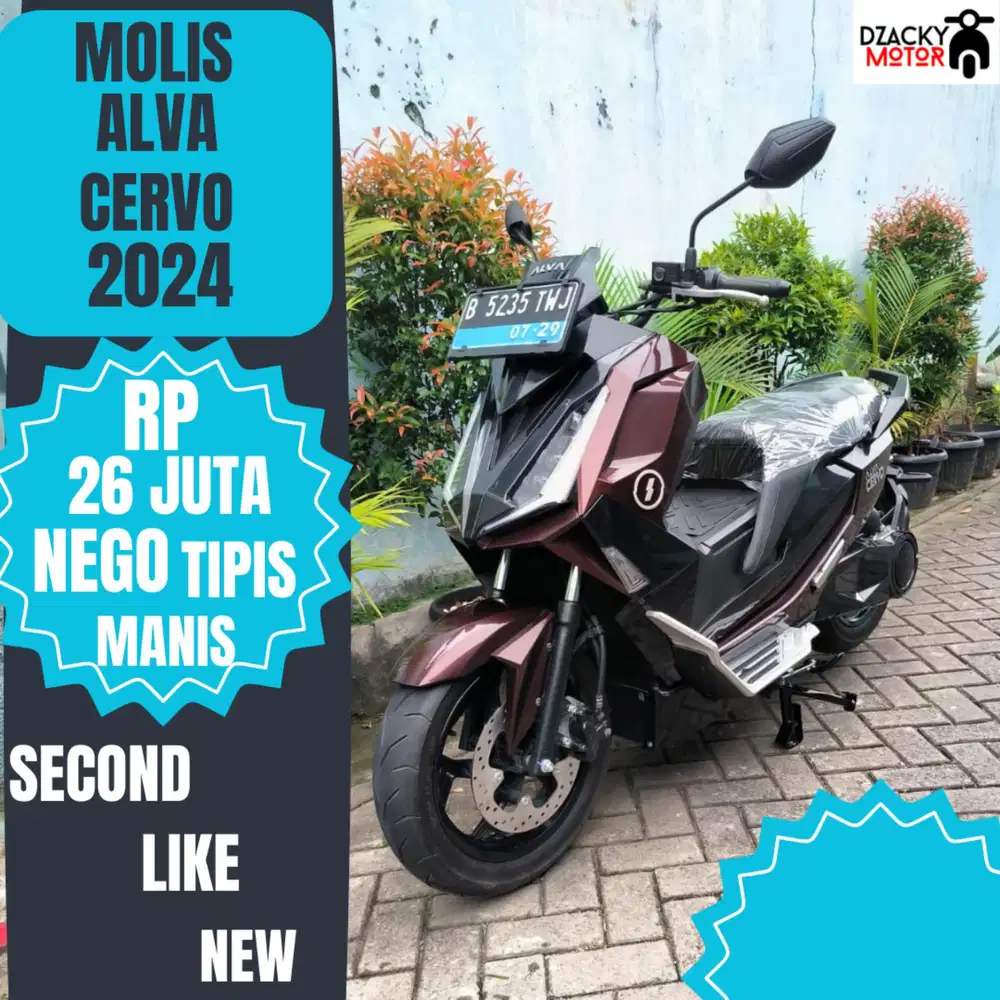 MOLIS ALVA CERVO THN 2024