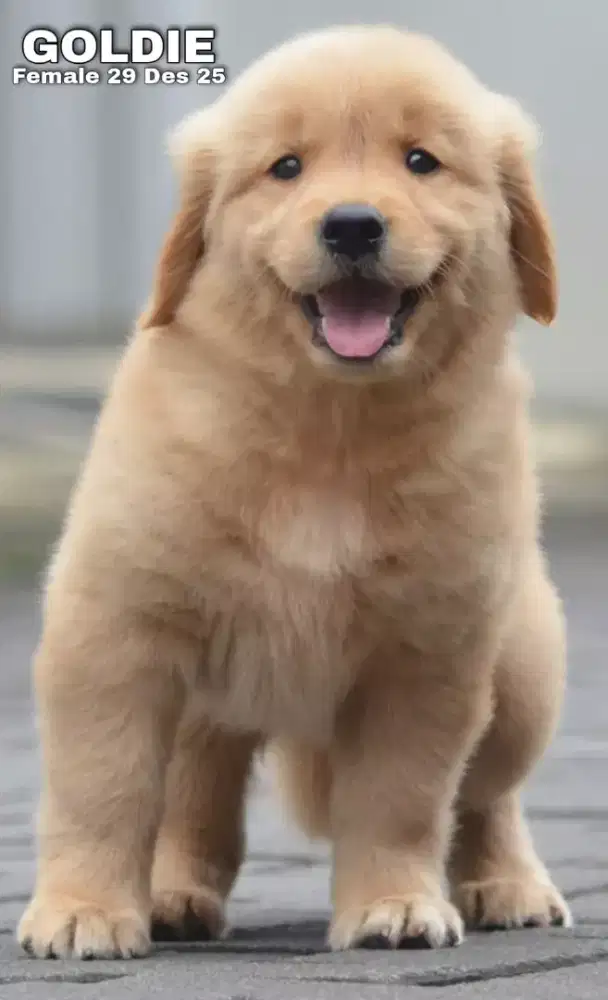 Golden ret betina •GOLDIE•