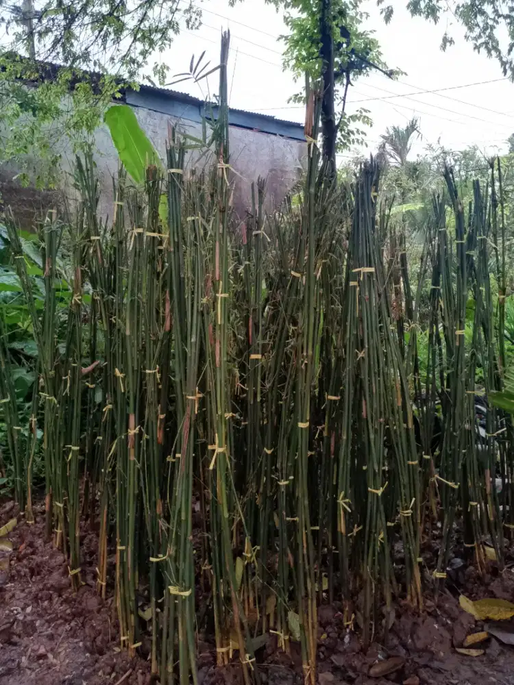 bambu klisik hijau