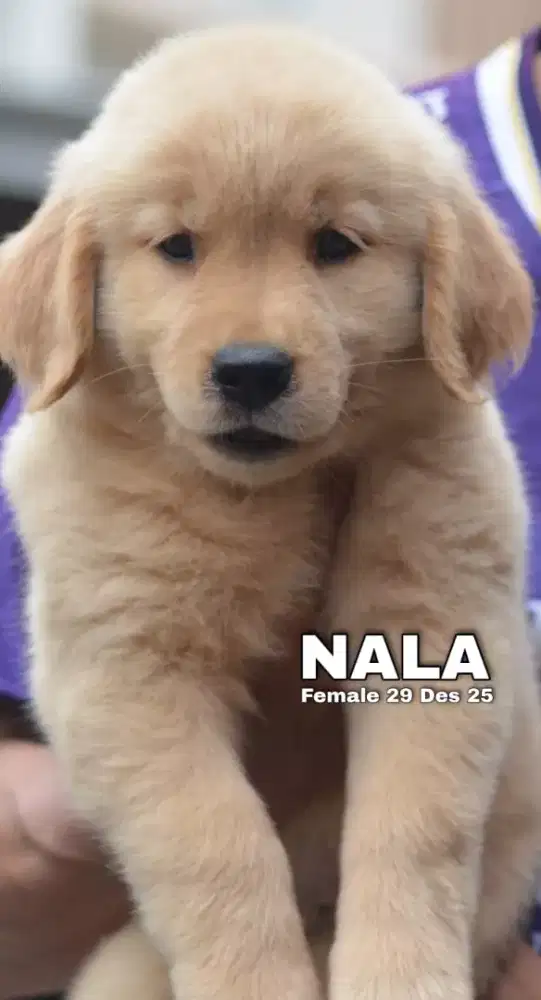 Golden ret betina •NALA•