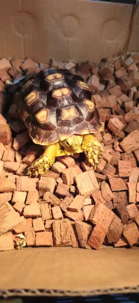 Kura Kura Sulcata 12,5 cm – Sehat, Aktif & Siap Dipelihara!