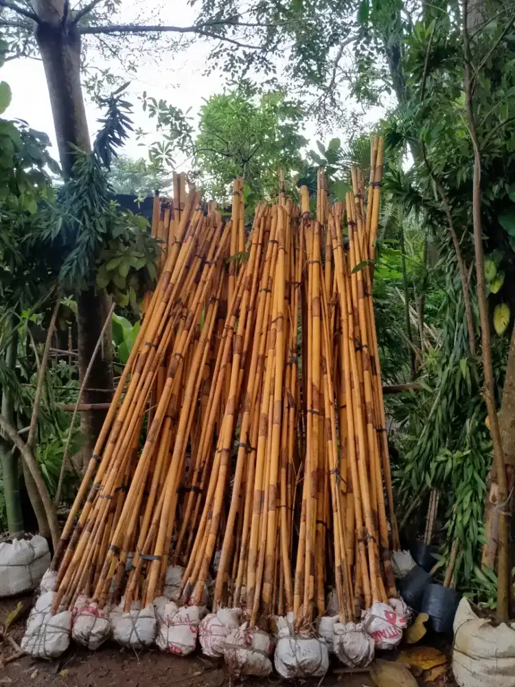 pohon bambu kuning panda