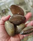 di butuhkan secepatny karyawan wanita untuk kasir