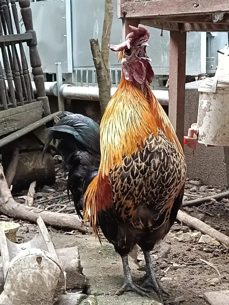 Ayam Hias Mix Silkie - Kate