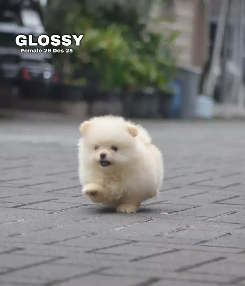 Minipom cream betina •GLOSSY•