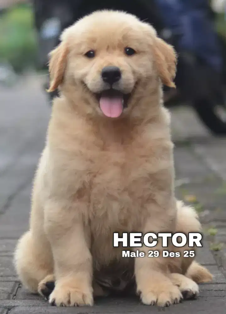 Golden ret jantan •HECTOR•