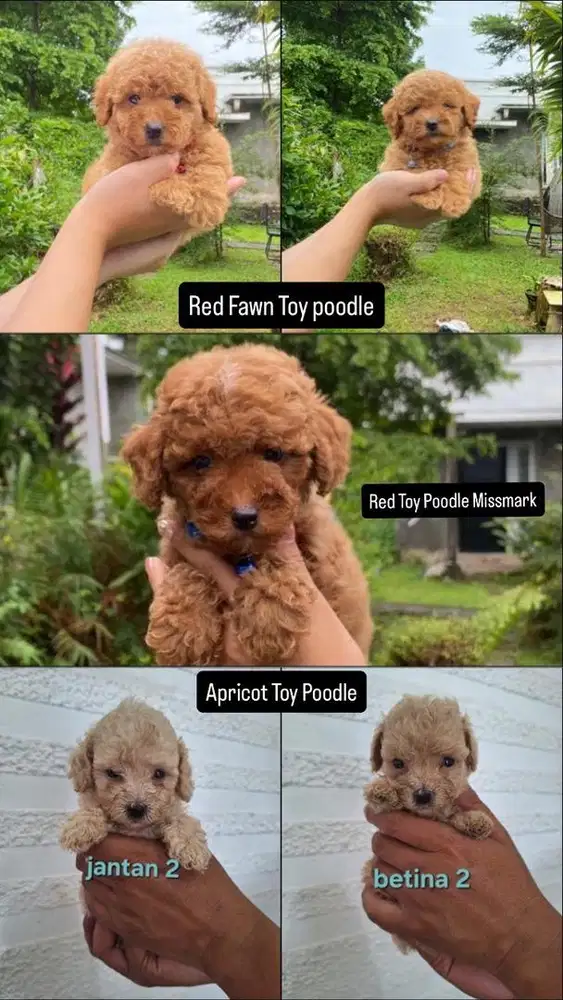 Poodle toy macam warna