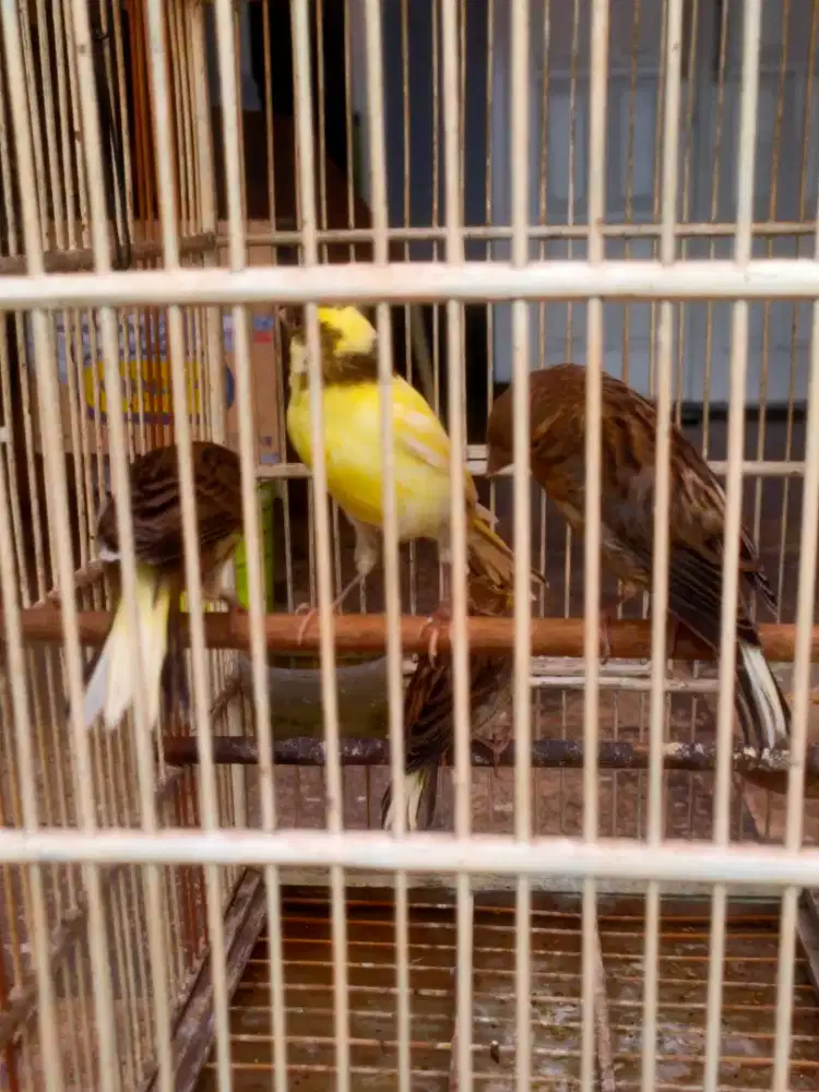4 ekor kenari paaud 450000