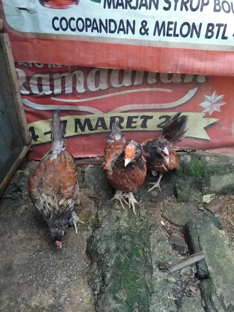 Ayam Kate Jantan Remaja