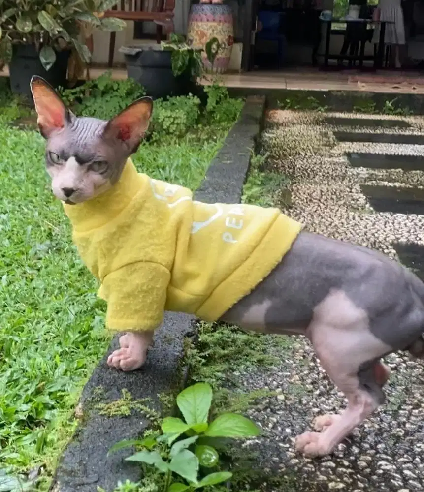 jasa pacak sphynx bambino