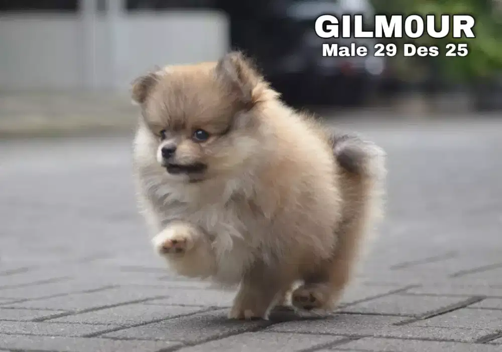 Minipom coklat jantan •GILMOUR•
