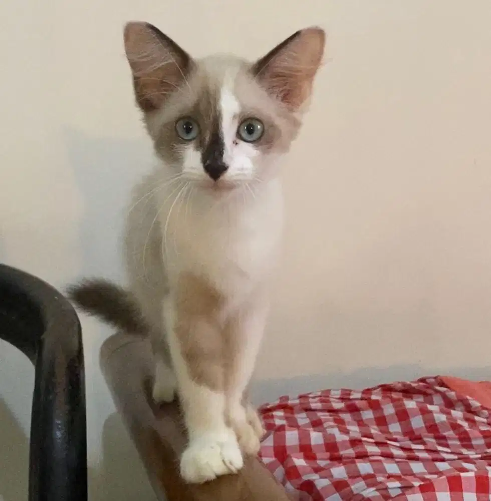 kucing munchkin ns jantan n betina