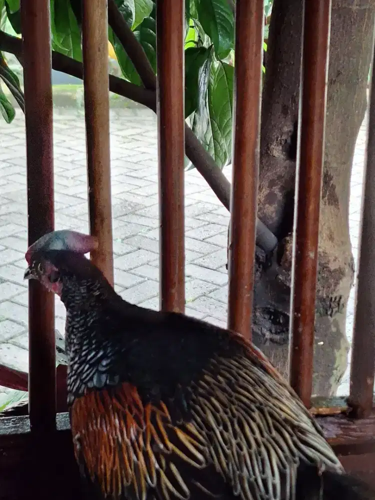 JUAL AYAM HUTAN KLANGENAN MUMER.. SIAPA CEPAT DAPAT
