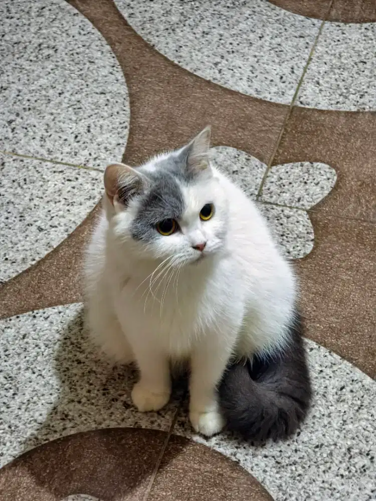 bsh betina 7 bulan non ped