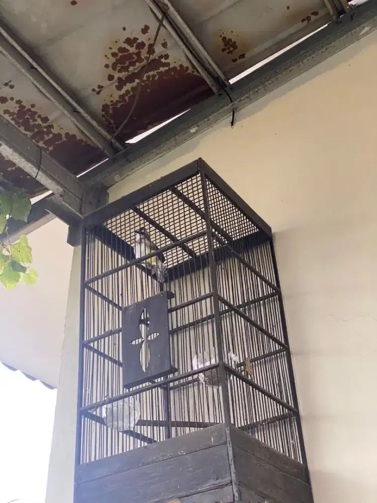 Trucuk jinak jinak merpati