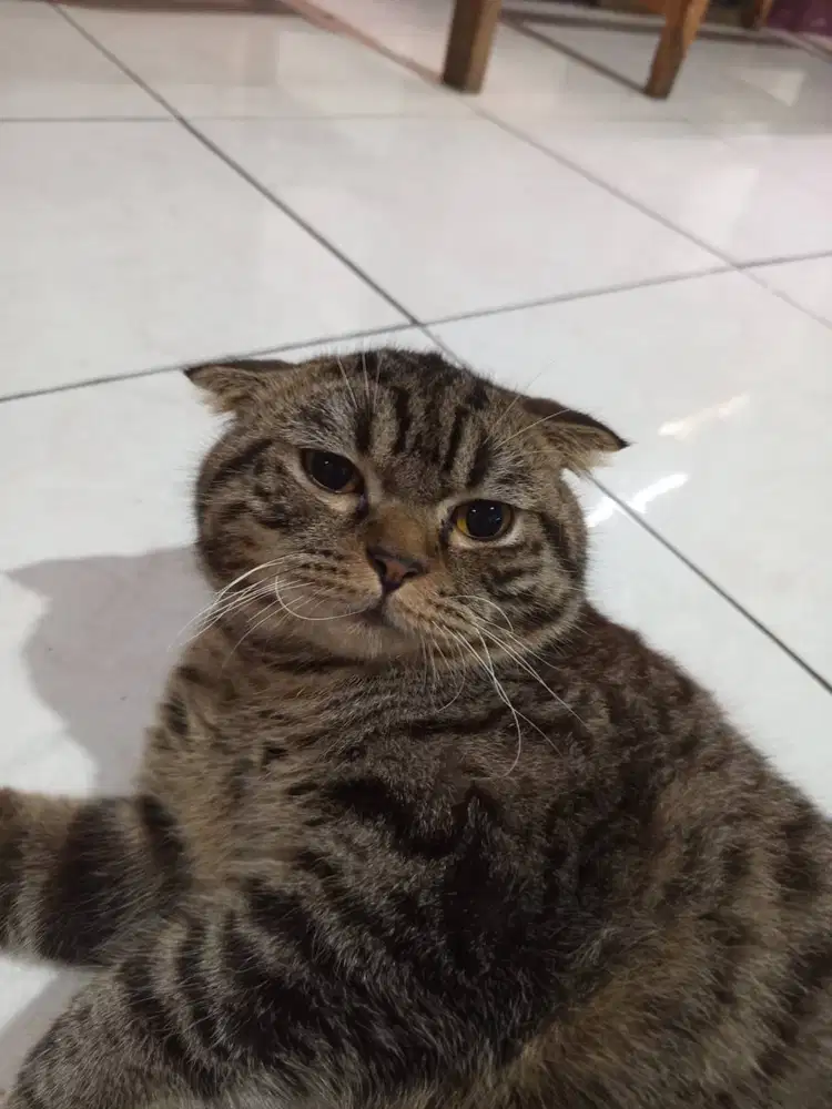 british shorthair jantan (BSH)