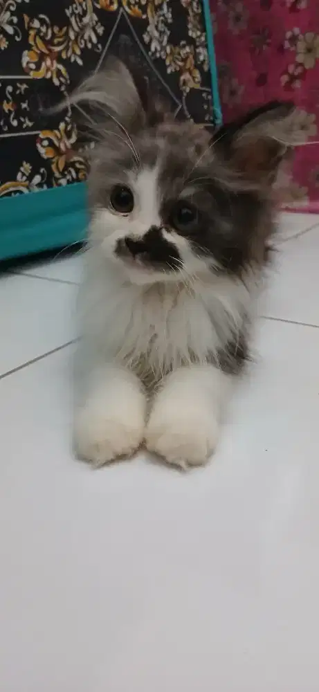 KUCING PERSIA KITTEN JUAL CEPAT