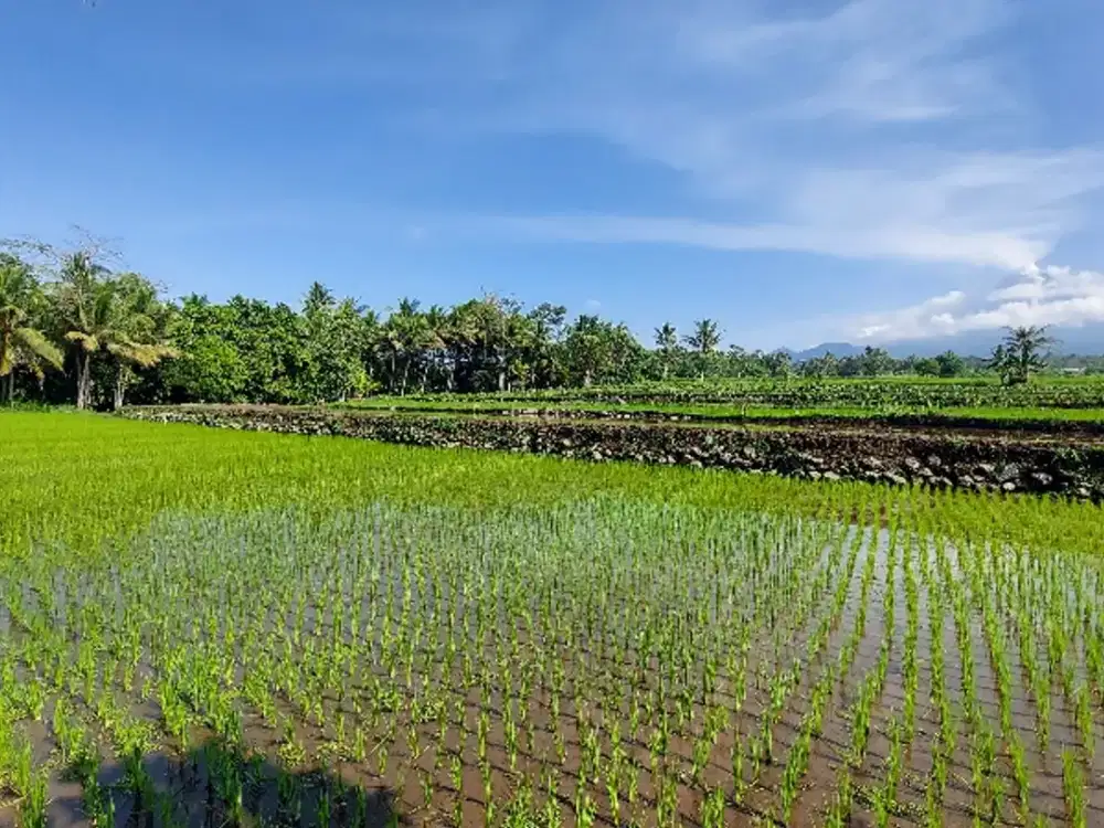 Tanah Jual Pakem Sleman View gunung Merapi akses jalan Bagus