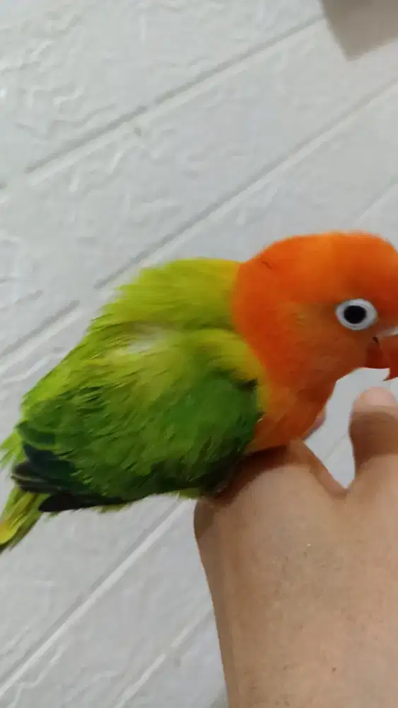 Lb biola green, kepala merah pekat jinak