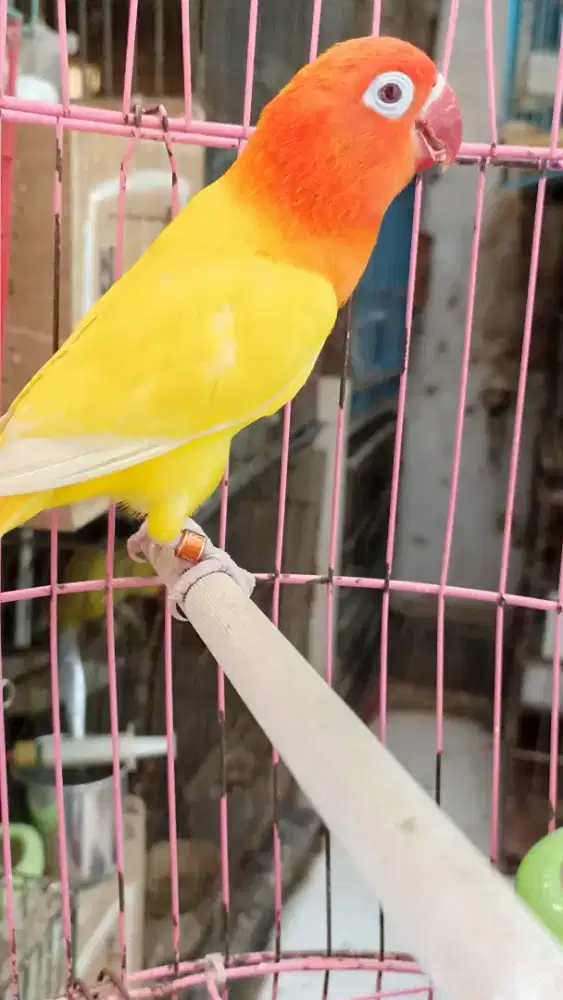 LB lu tino MM dewasa