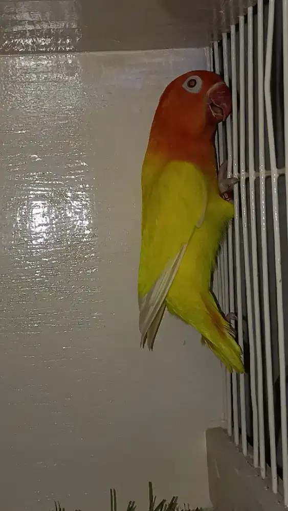 LB Biola lu tino MM dewasa