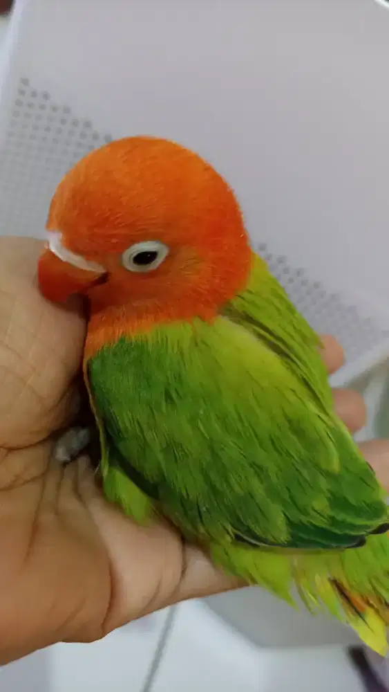 LB biola green jinak banget