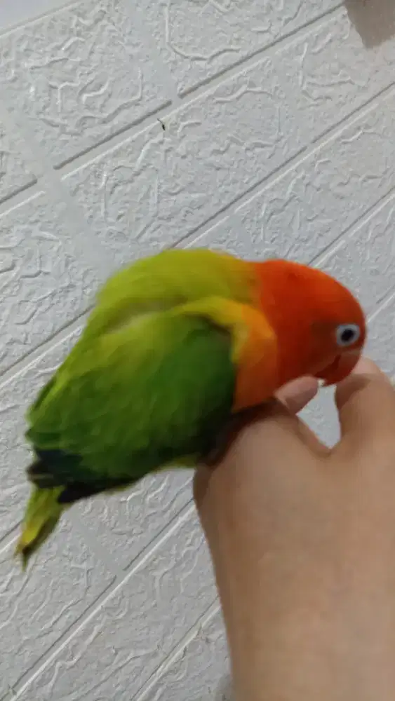 LB biola green super jinak