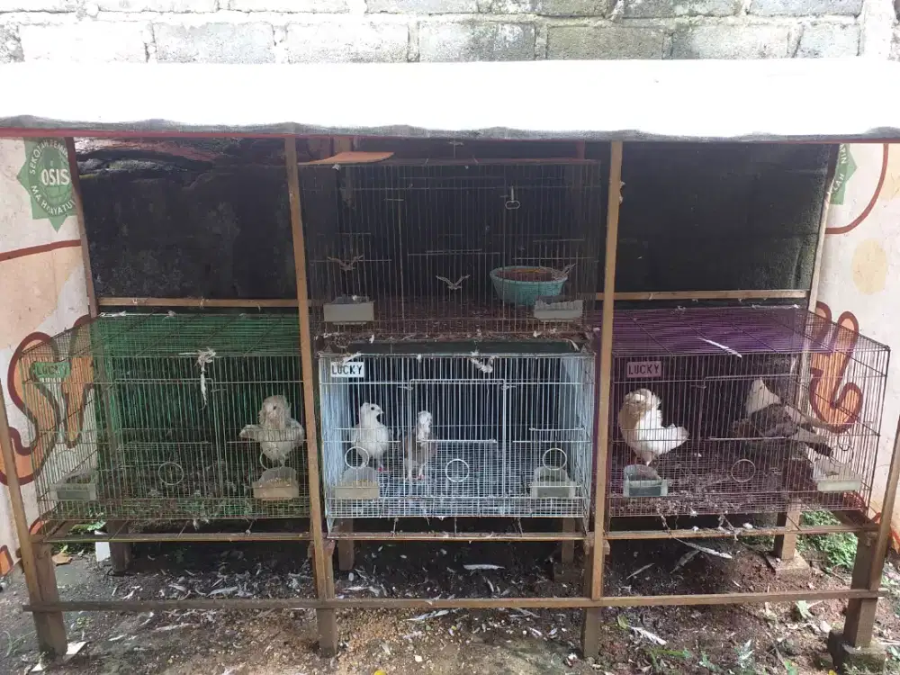 Merpati Hias Santinet, Capucin