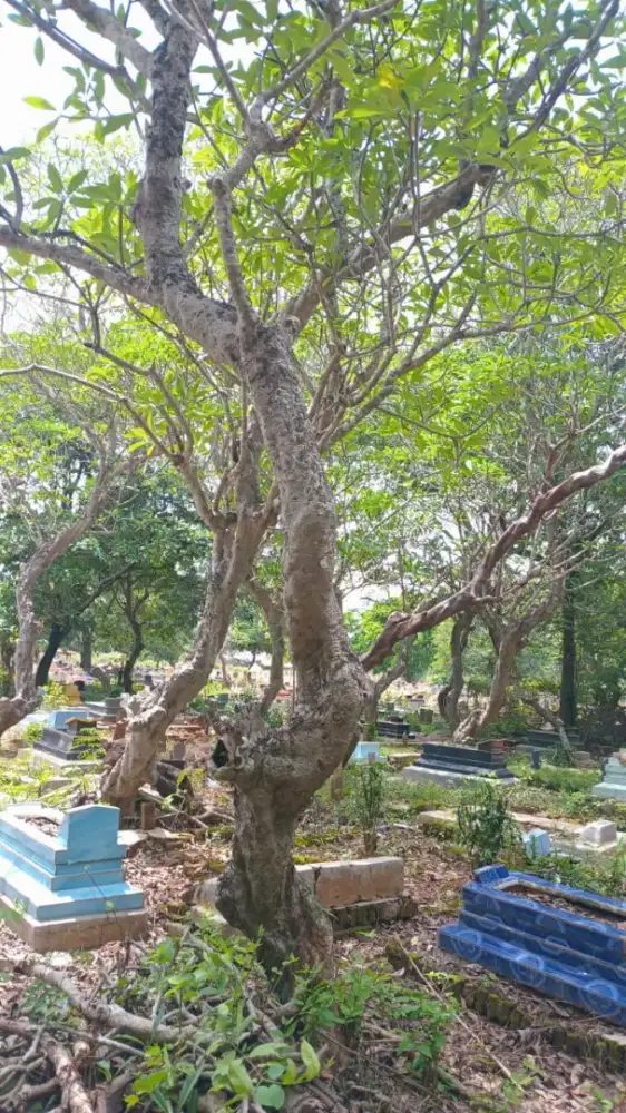 Pohon Kamboja forsil