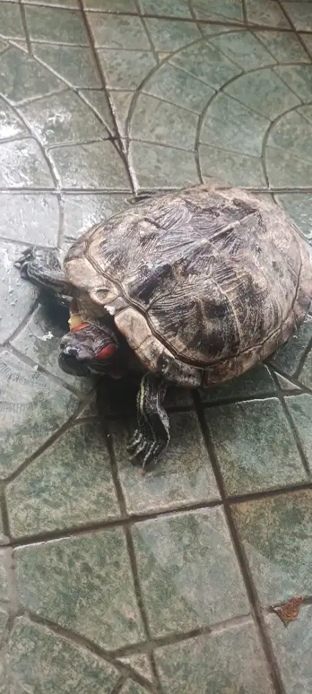 Kura2 brazil indukan/babon tanpa minus