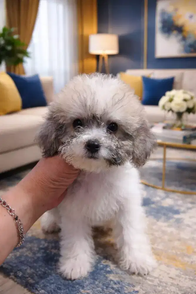 Puppies Poochon Jantan