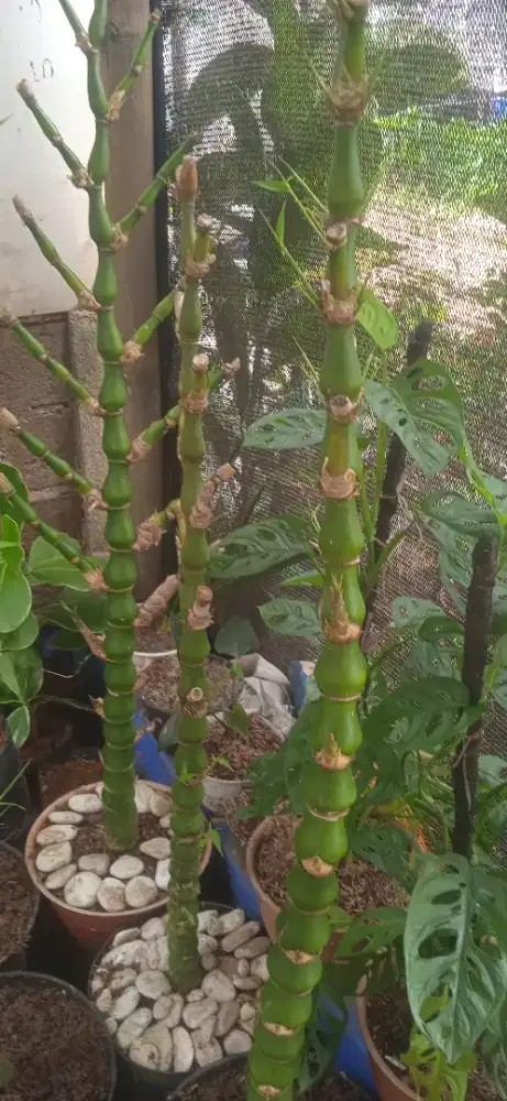 Bambu nagin  tinggi 1 mtr