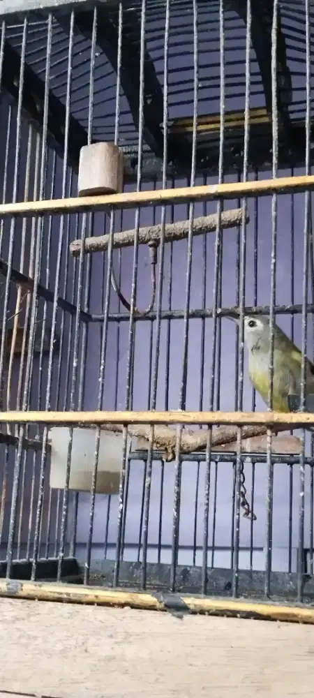 Cucak gentong full set