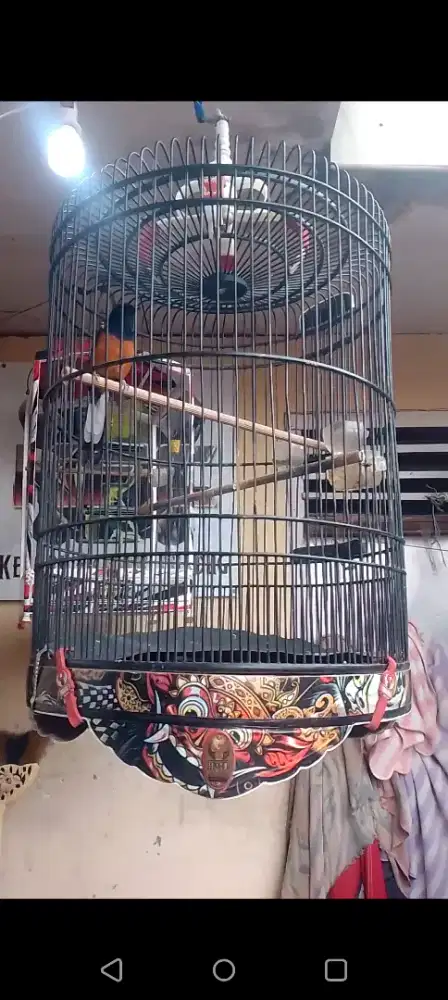 Muray seri F eks prestasi rapih mabung siap Gass