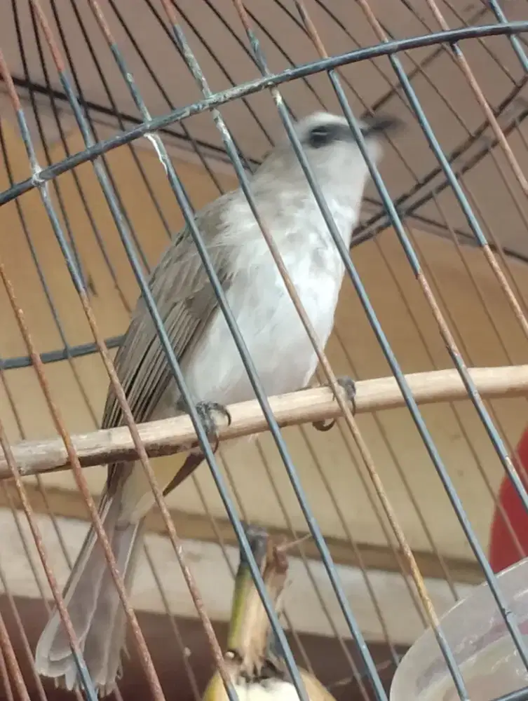 Burung trucuk prospek