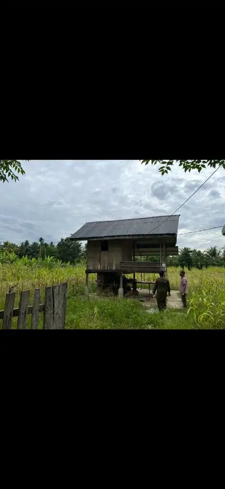 Tanah kebun produktif siap tanam