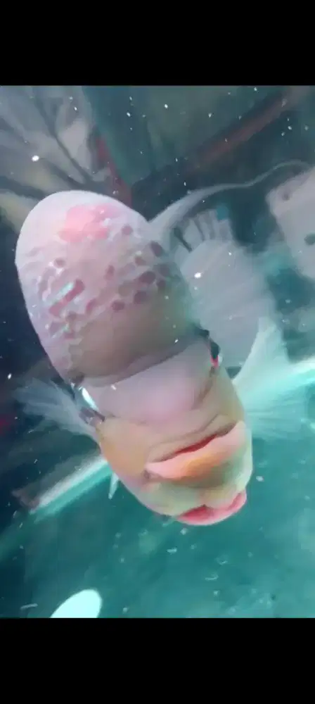 Ikan louhan jumbo prospek