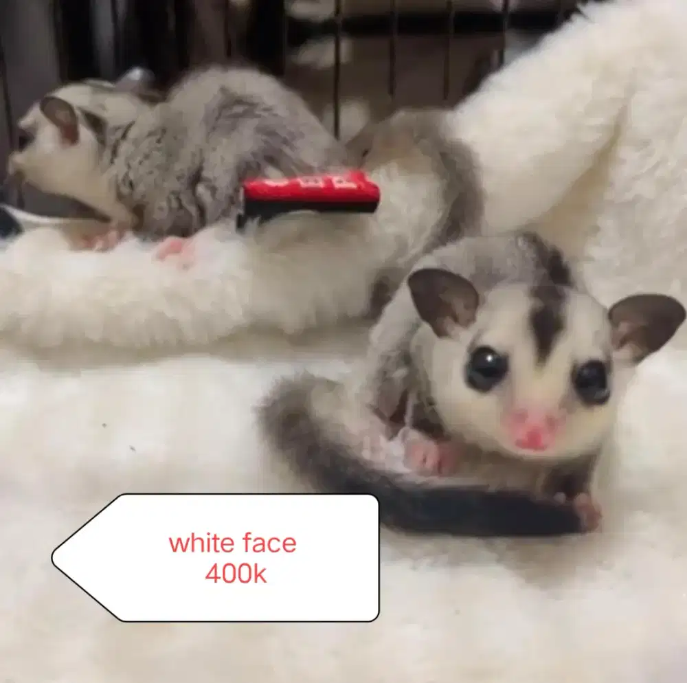 Jual sugar gleder ternak sendiri