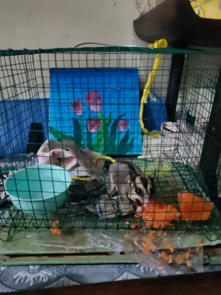 Sugar glider lucu include kandang