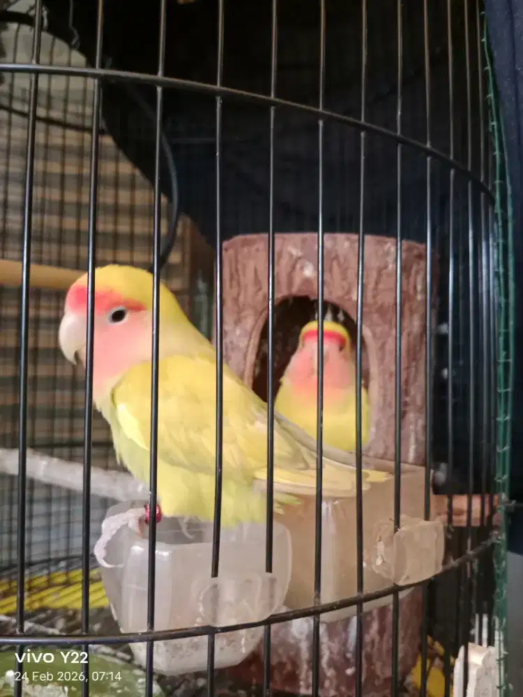 Lovebird nonklep prediksi sepasang love bird NK