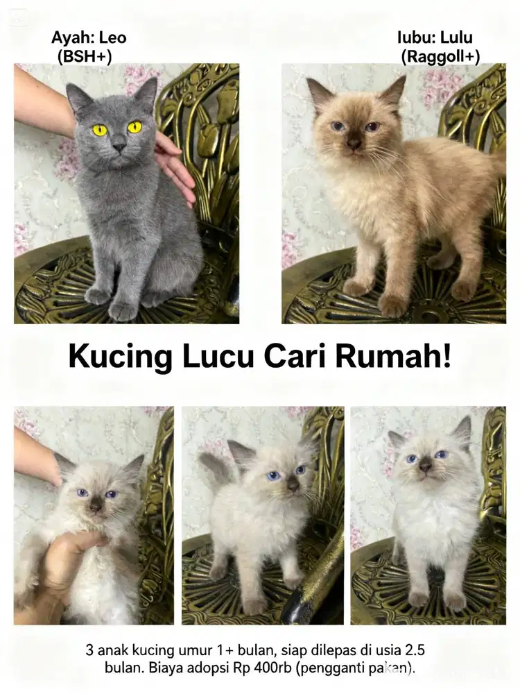 Kitten Himalaya hasil BSH + Himalaya