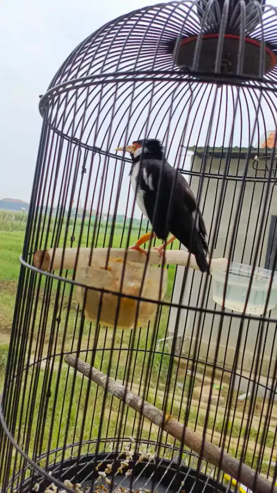 Jalak suren plus kandang