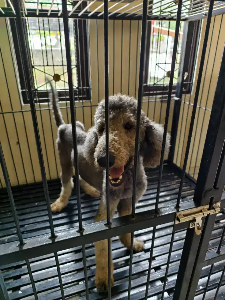 Giant poodle jantan silver