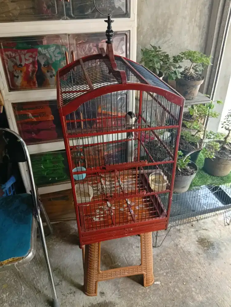 Burung petet Jawa Timur bunyi semaunya