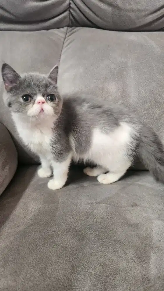 Jual cepat kucing peaknose exotic betina umur 3 bulan