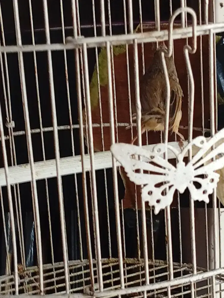 Burung ciblek gunung muda hutan