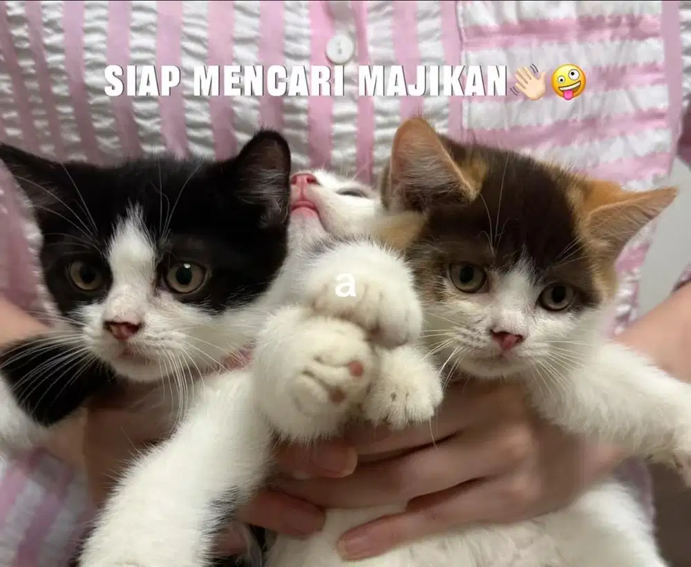 KUCING BSH PURE BRITISH SHORT HAIR